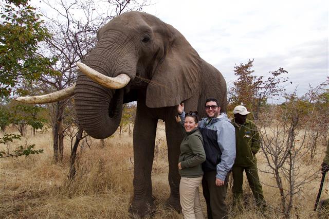 Meeting elephants in Zimbabwe! Meeting elephants in Zimbabwe!